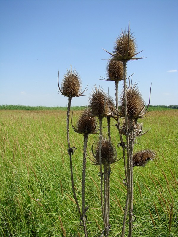 Изображение особи Dipsacus laciniatus.