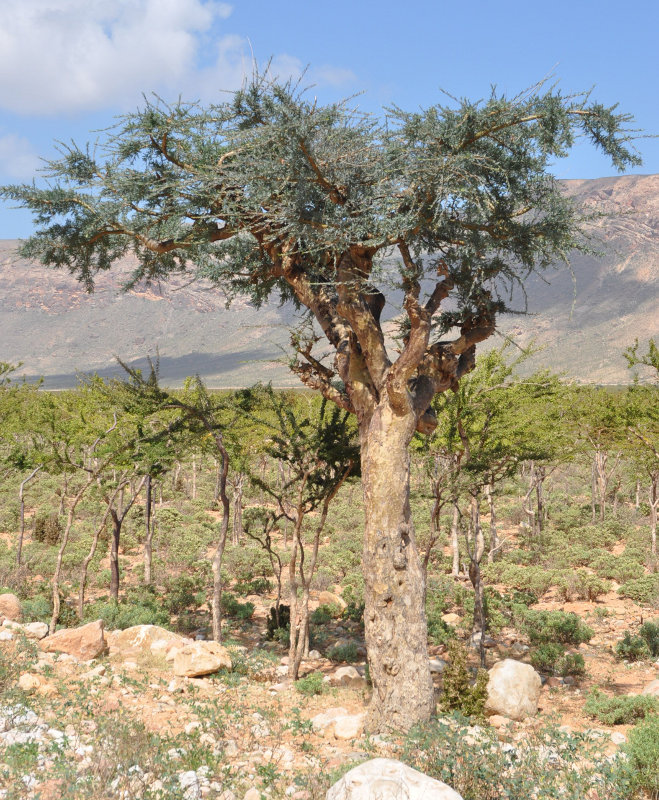 Image of Boswellia socotrana specimen.