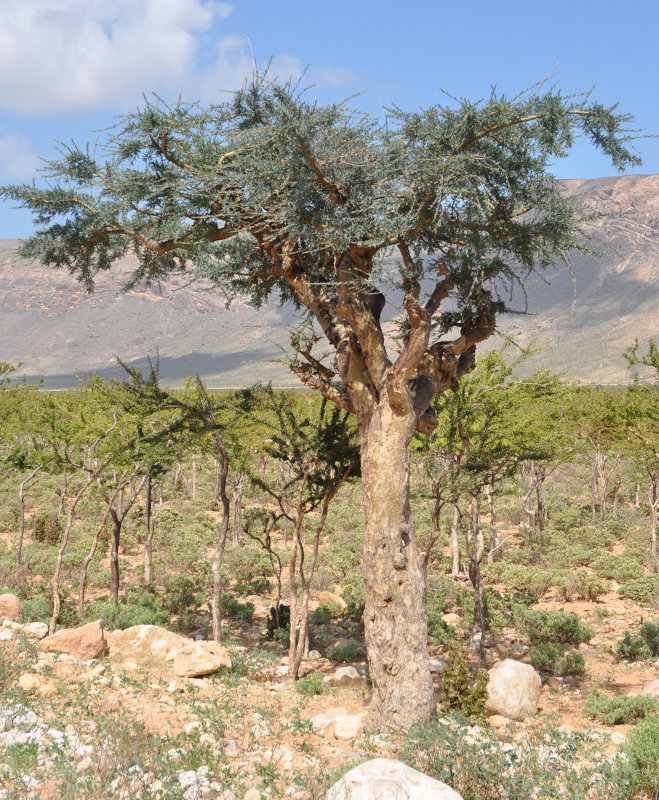 Изображение особи Boswellia socotrana.