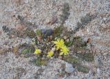 Corchorus erodioides. Цветущее растение. Сокотра, окр. г. Хадибо. 28.12.2013.