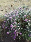 Saussurea salicifolia. Цветущее растение. Байкал, остров Ольхон, каменистая степь. 29.07.2013.