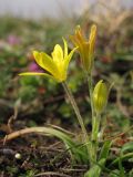 Gagea granatellii
