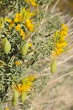 Peritoma arborea. Побег с соцветиями и завязавшимися плодами. США, Калифорния, Joshua Tree National Park. 19.02.2014.