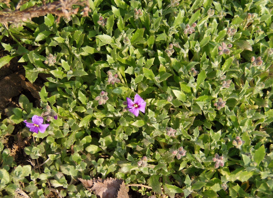 Image of Aubrieta &times; cultorum specimen.