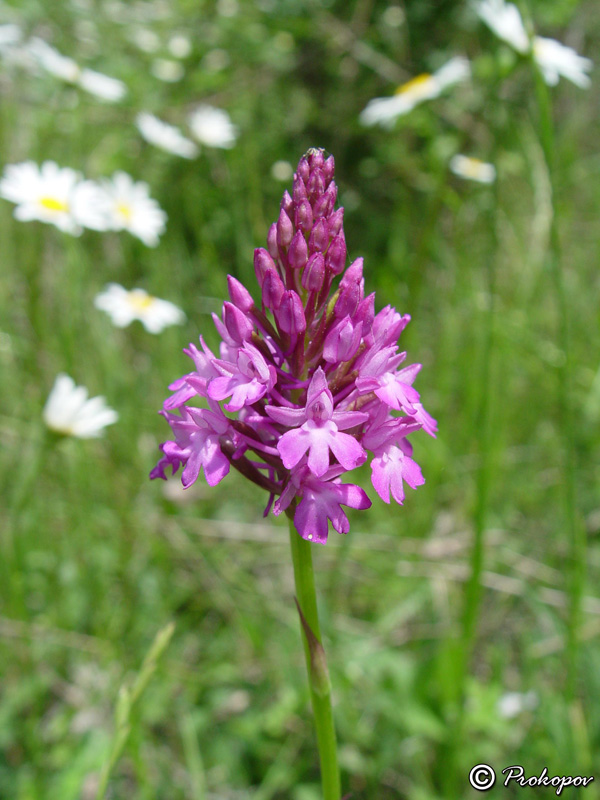 Изображение особи Anacamptis pyramidalis.