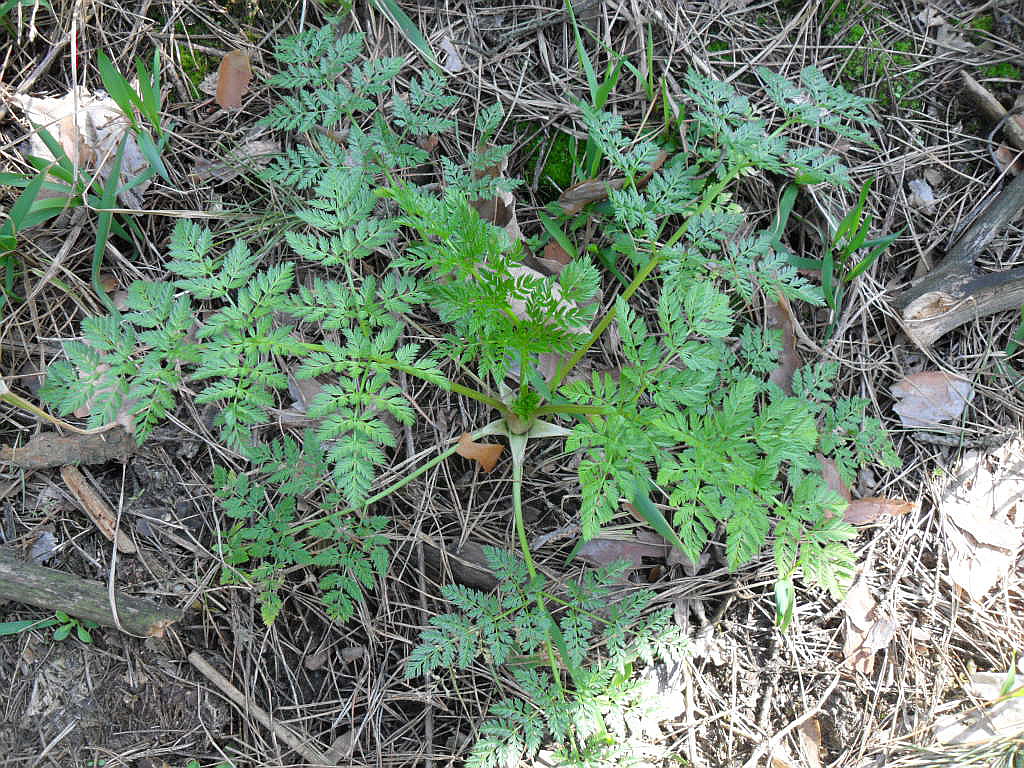 Изображение особи Conium maculatum.