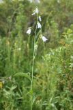 Смотреть изображение Adenophora liliifolia