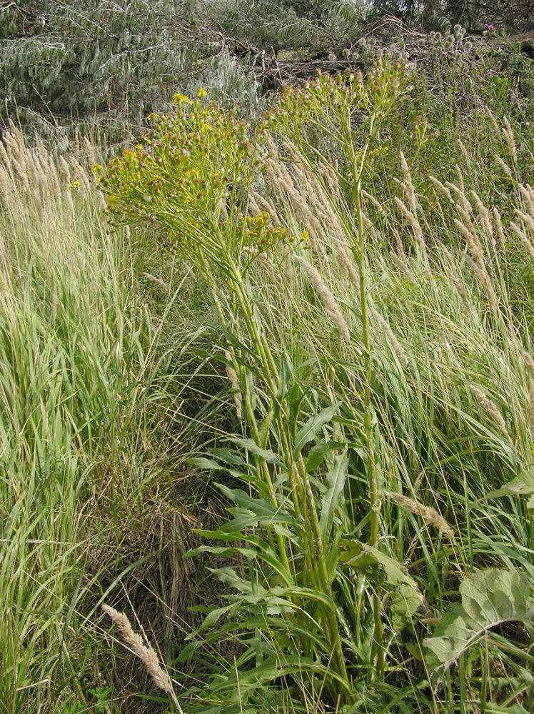 Image of genus Senecio specimen.