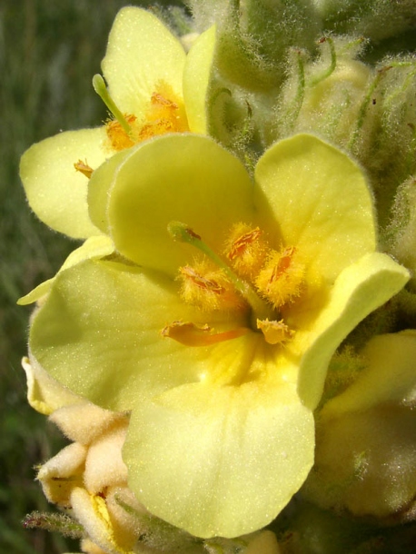 Image of Verbascum ovalifolium specimen.