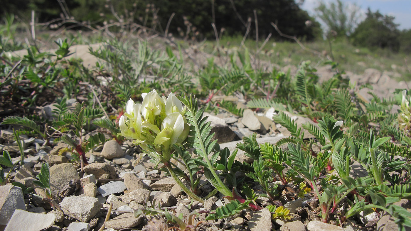 Image of Astragalus resupinatus specimen.
