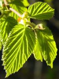 Corylus avellana