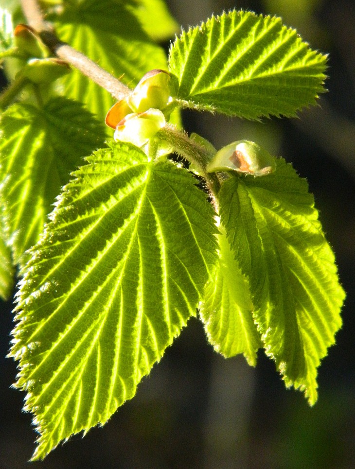 Image of Corylus avellana specimen.