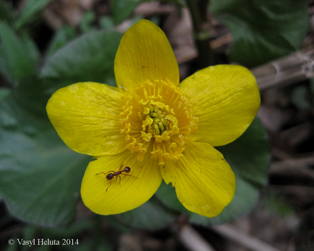Изображение особи Caltha palustris.
