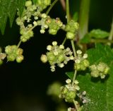 Image of taxon representative. Author is Татьяна Мальчинская