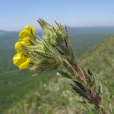 Potentilla callieri. Верхушка побега с соцветием с цветком и бутонами. Краснодарский край, Абинский р-н, хр. Грузинка, гора Шизе. 10.05.2014.