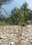 Brizochloa humilis