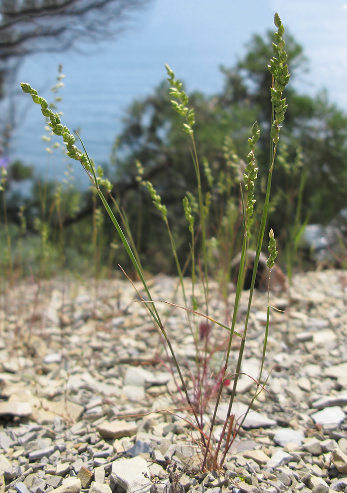 Изображение особи Brizochloa humilis.