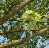 Idesia polycarpa. Ветви. Германия, г. Дюссельдорф, Ботанический сад университета. 04.05.2014.
