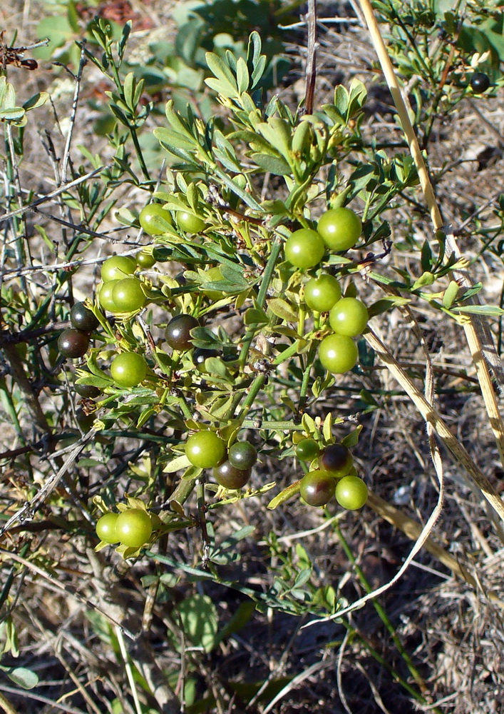 Image of Jasminum fruticans specimen.