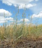 Agropyron dasyanthum. Цветущие растения. Украина, Днепропетровская обл., Петриковский р-н, окр. с. Шульговка, сосновые лесонасаждения на дюнах. 29.06.2014.