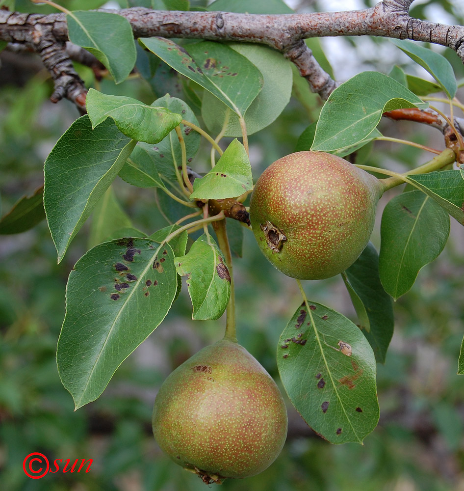 Image of Pyrus communis specimen.