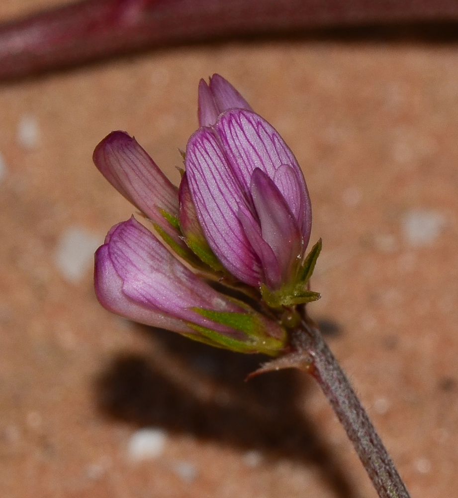 Image of Hedysarum spinosissimum specimen.