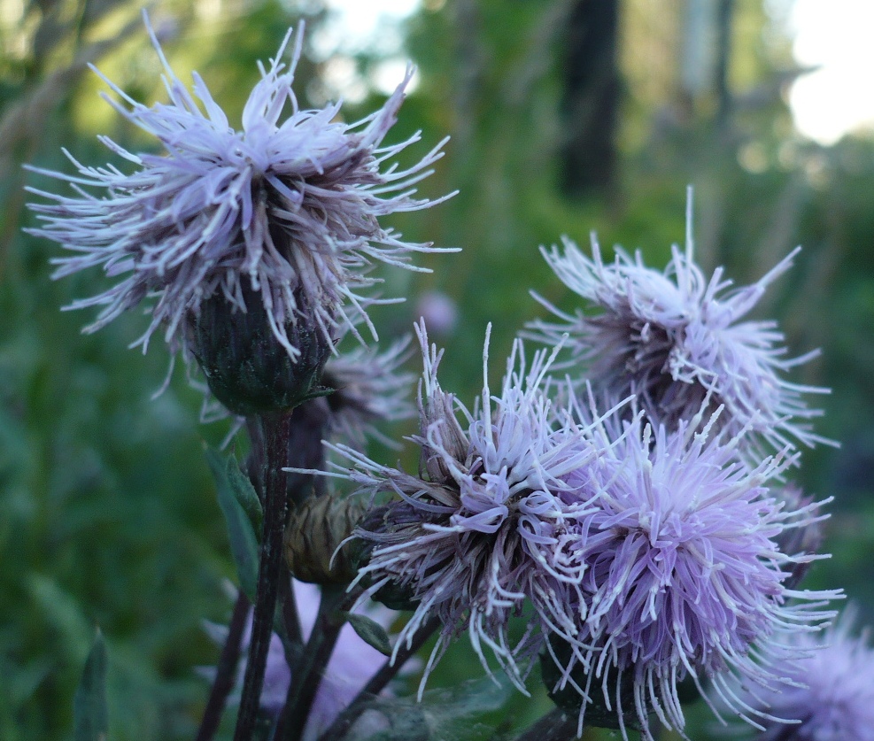 Изображение особи Cirsium setosum.