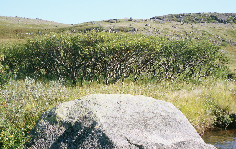 Image of genus Betula specimen.