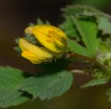 Medicago littoralis