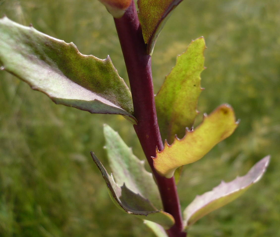 Image of Hylotelephium triphyllum specimen.