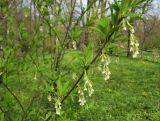 Oemleria cerasiformis