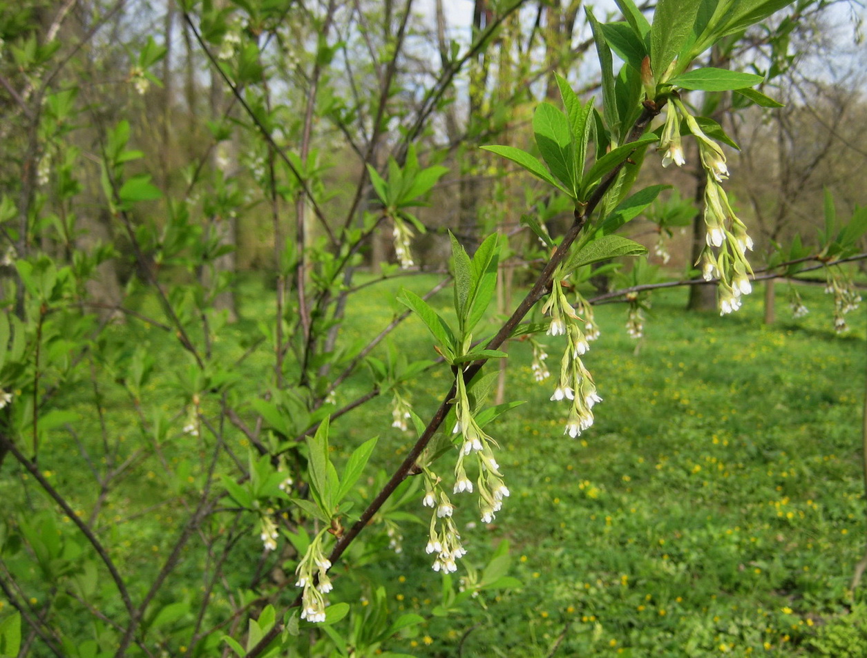 Изображение особи Oemleria cerasiformis.