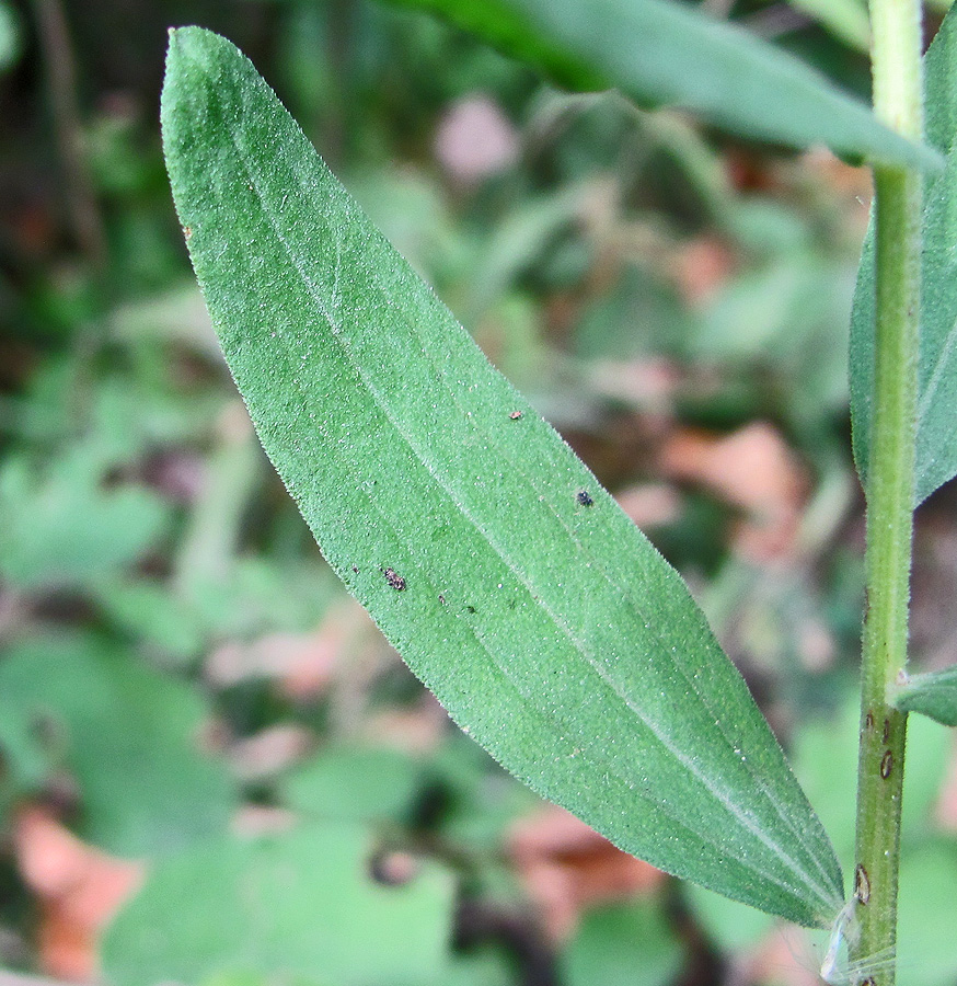 Image of Galatella dracunculoides specimen.