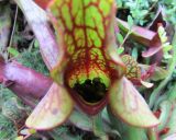 Sarracenia purpurea