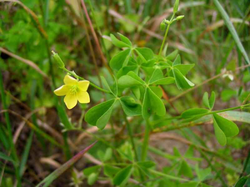 Image of Oxalis stricta specimen.