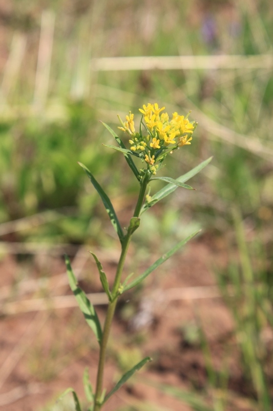 Image of Erysimum cheiranthoides specimen.