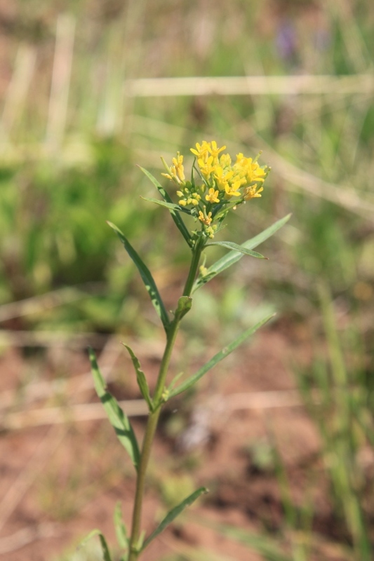 Изображение особи Erysimum cheiranthoides.