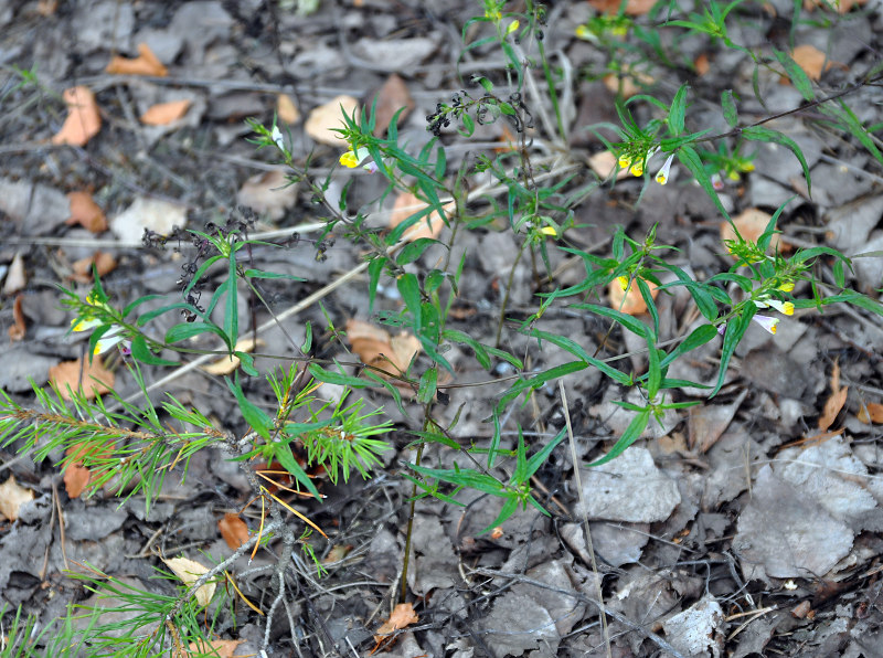 Изображение особи Melampyrum pratense.