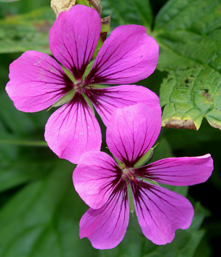 Изображение особи Geranium psilostemon.