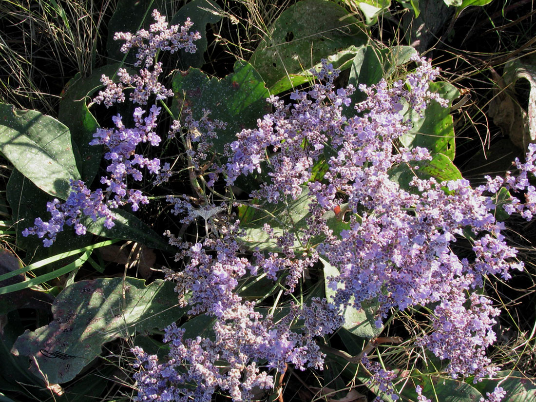 Image of Limonium gmelinii specimen.