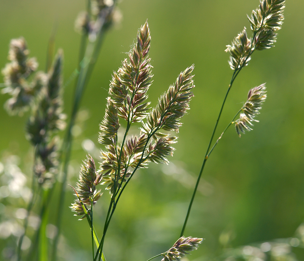 Изображение особи Dactylis glomerata.