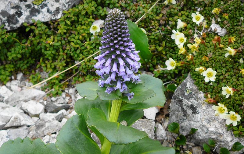 Изображение особи Lagotis glauca.