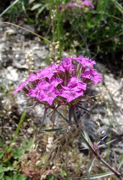 Image of Dianthus pseudarmeria specimen.
