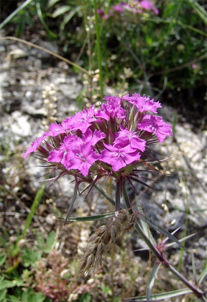 Изображение особи Dianthus pseudarmeria.