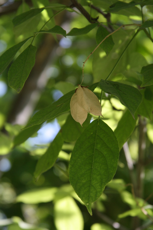 Image of Staphylea trifolia specimen.