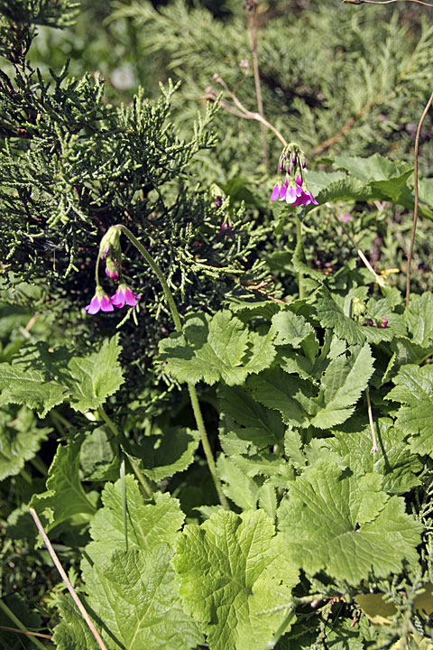 Изображение особи Cortusa turkestanica.