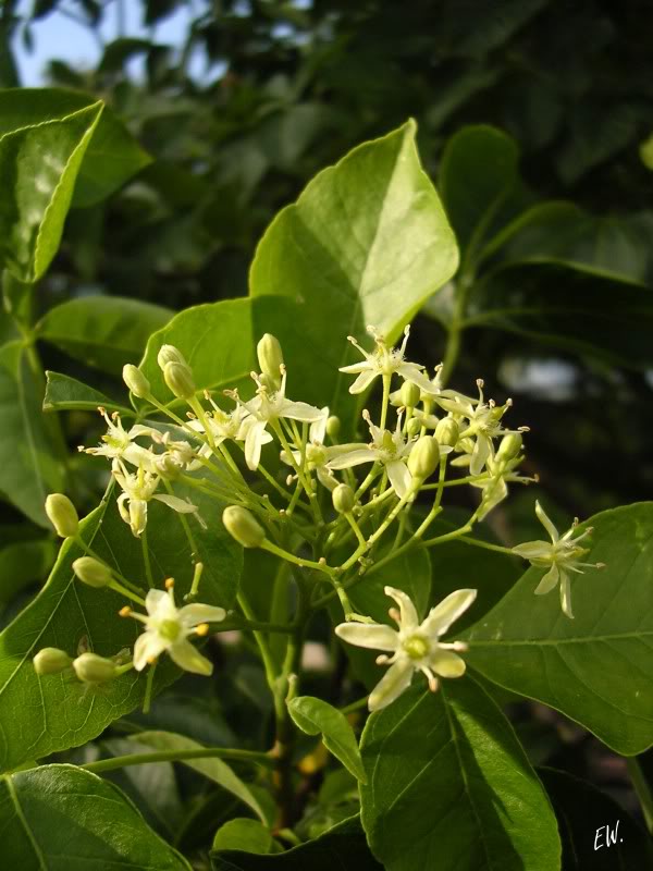 Изображение особи Ptelea trifoliata.