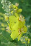 Verbascum lychnitis