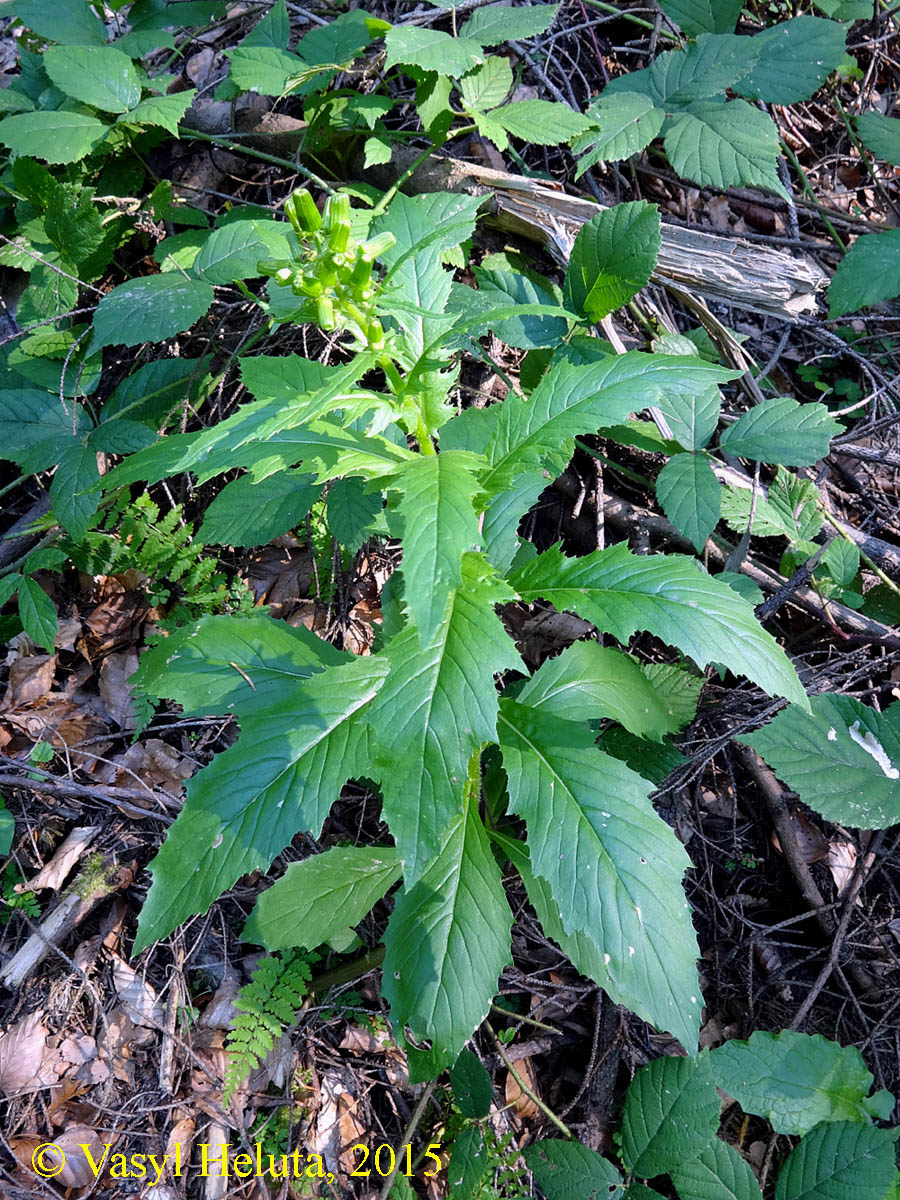 Изображение особи Erechtites hieraciifolius.