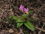 Erythronium variety smaragdinum